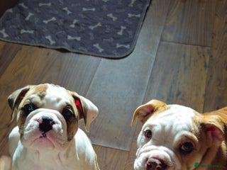 Mixed Breed dogs - Advert 3