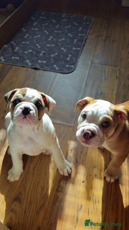 Mixed Breed dogs - Advert 2