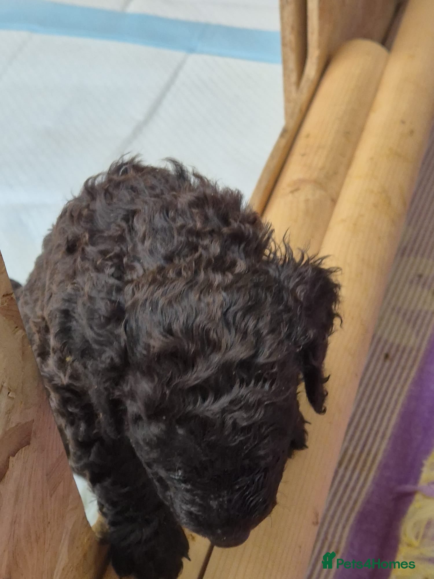 Irish Water Spaniel dogs Irish water spaniel - Advert 2