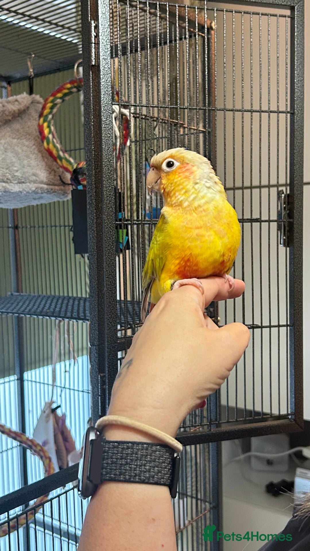 Conures birds for sale: Pineapple Green Cheek Conure - Image 5