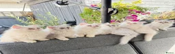 Persian cats for sale: Beautiful Persian Kittens Available forLovingHomes - Advert 9