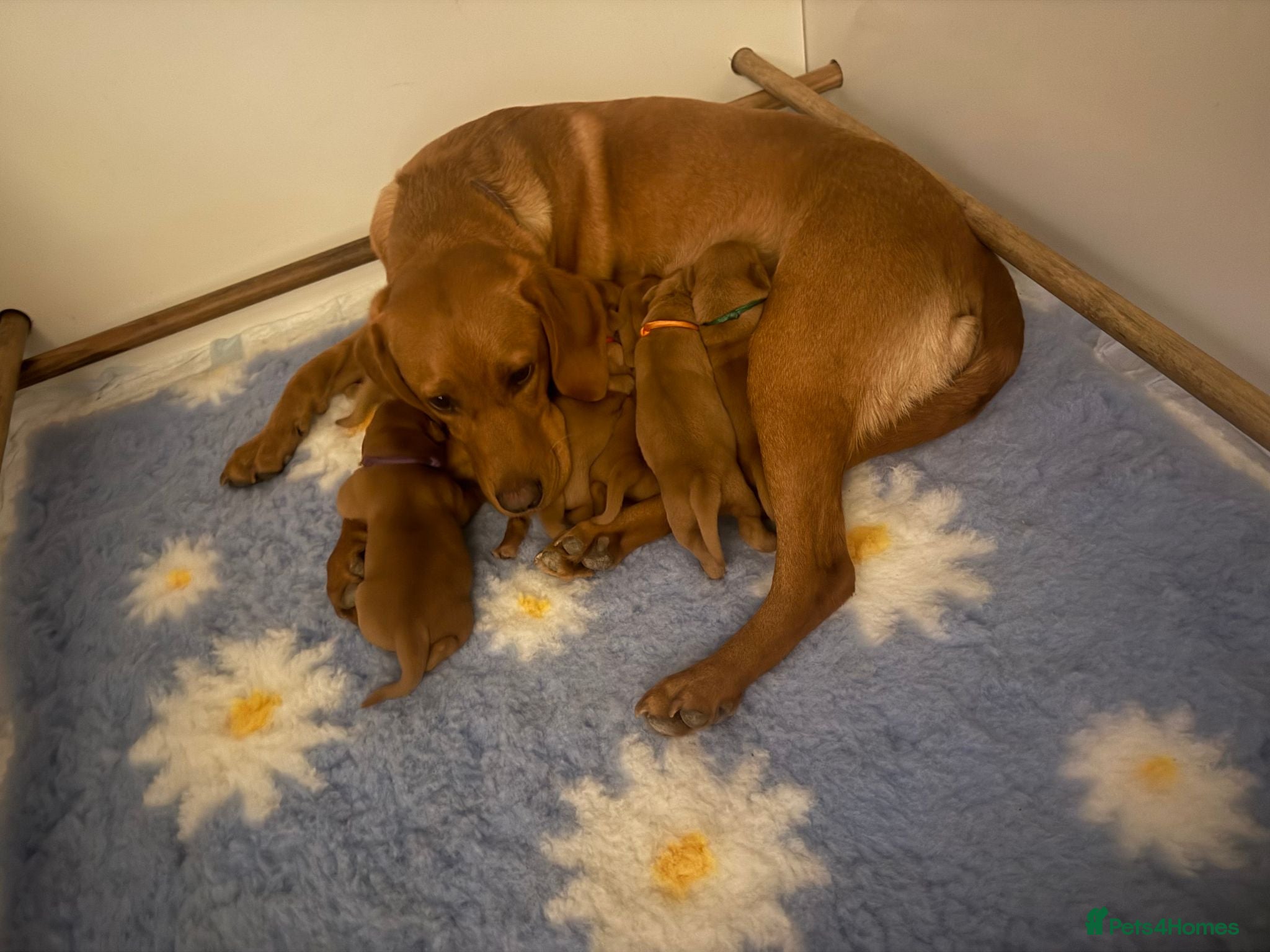 Labrador Retriever dogs Dark Fox Red Labs, Bred by a Vet - Advert 3