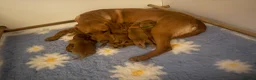 Labrador Retriever dogs for sale: Dark Fox Red Labs, Bred by a Vet - Advert 1