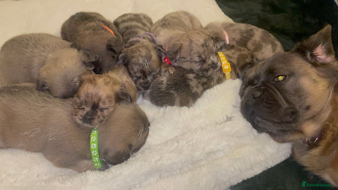 French Bulldog dogs for sale: 8 perfect fluffy visual French bulldogs dwkc reg - Advert 18