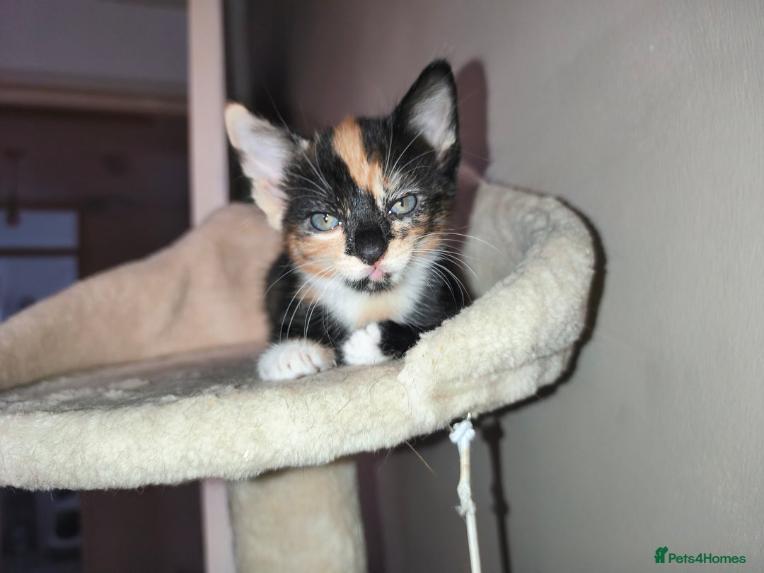 Mixed Breed cats for sale: 4 beautiful kittens - Image 9