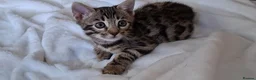Bengal cats for sale: Stunning Bengal kitten  - Advert 9