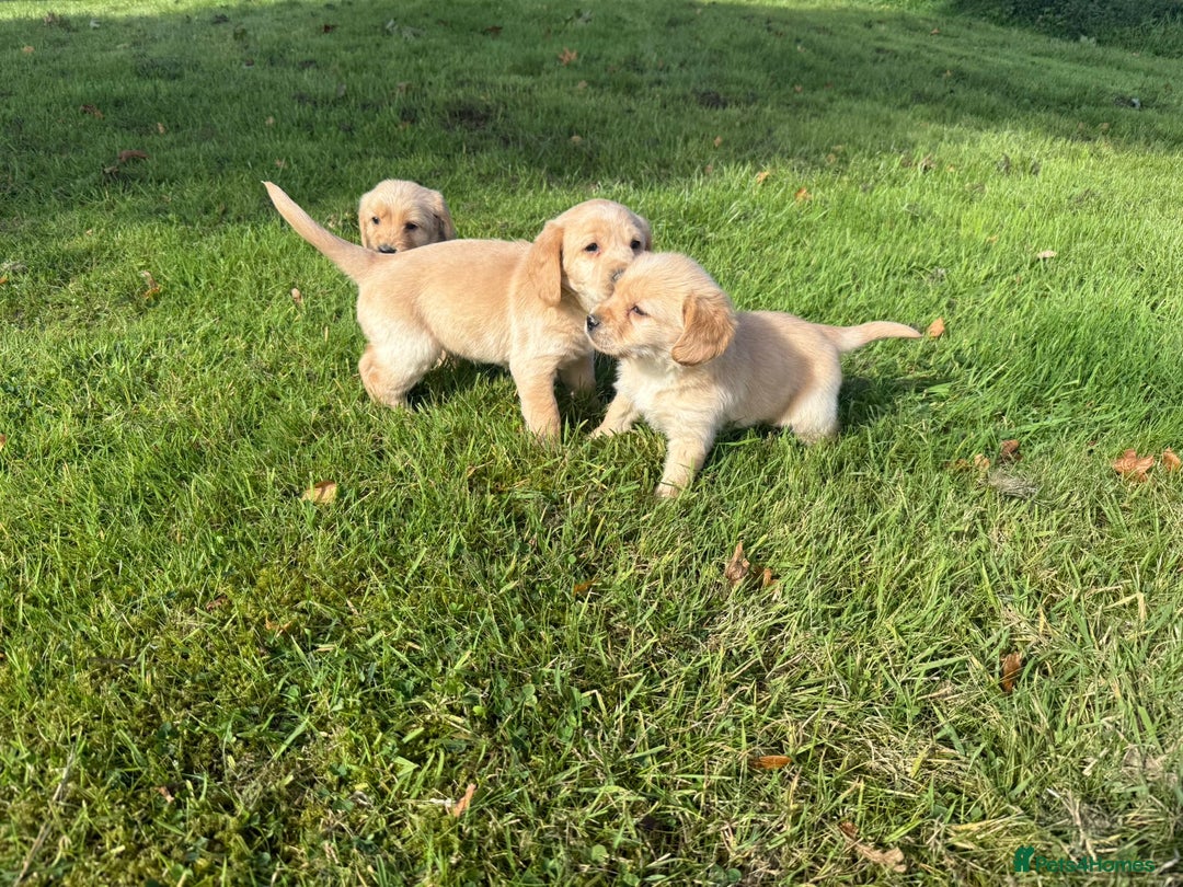 Labrador Retriever dogs for sale: Labrador puppies - Image 3