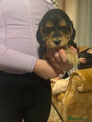 Cocker Spaniel Puppy 5