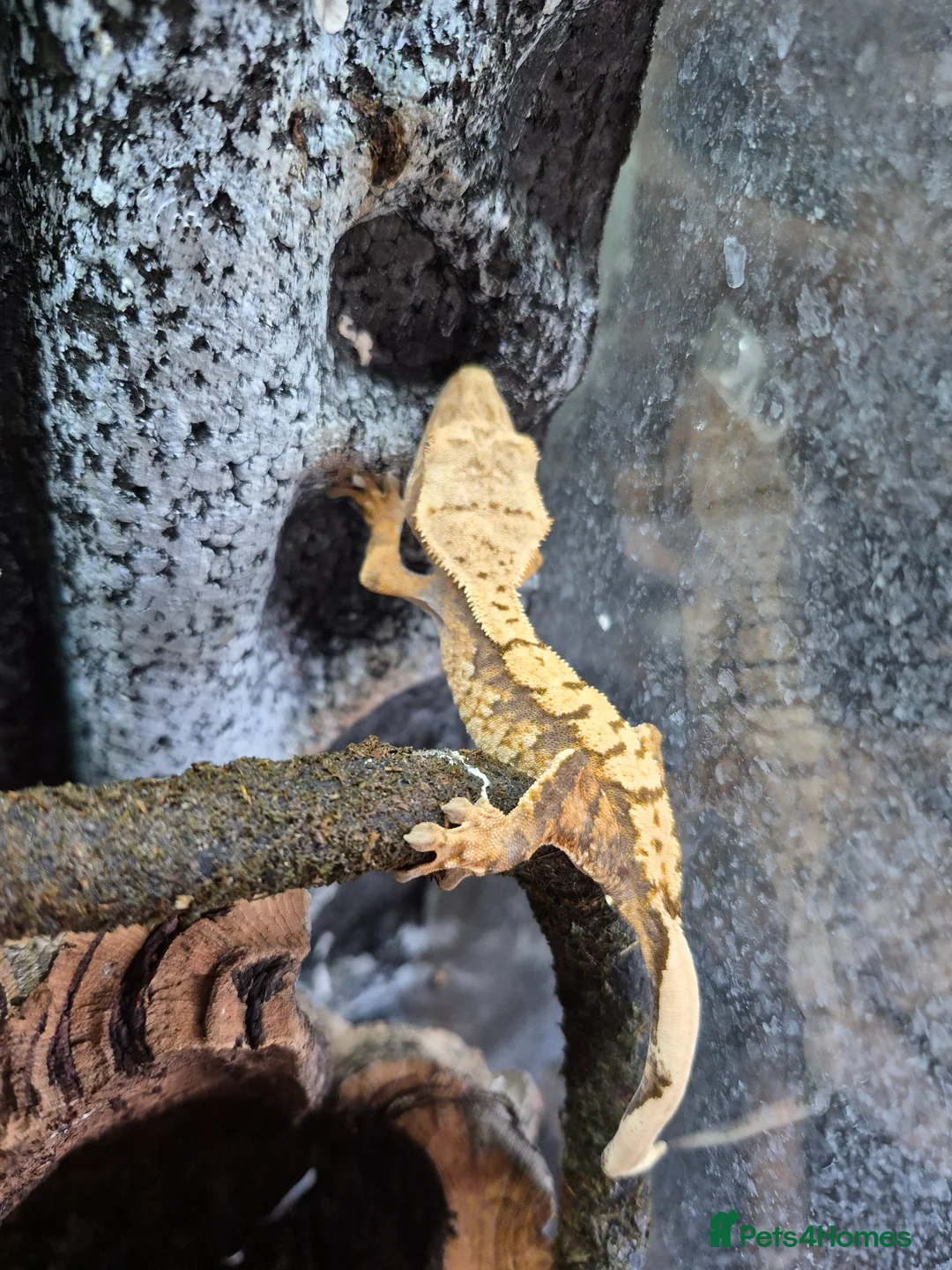 Gecko reptiles for sale: crested geckos, leopard geckos - Advert 1