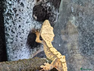 Gecko reptiles crested geckos, leopard geckos - Advert 2