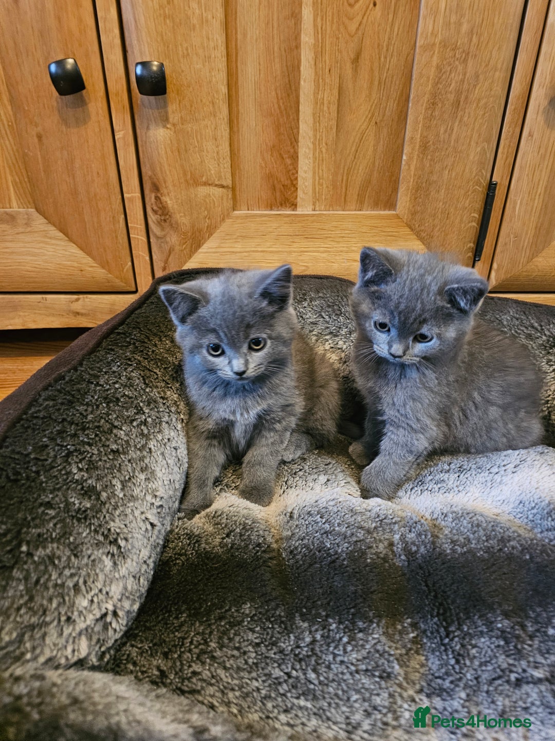 British Shorthair cats for sale: British shorthair kittens for sale.  - Image 4
