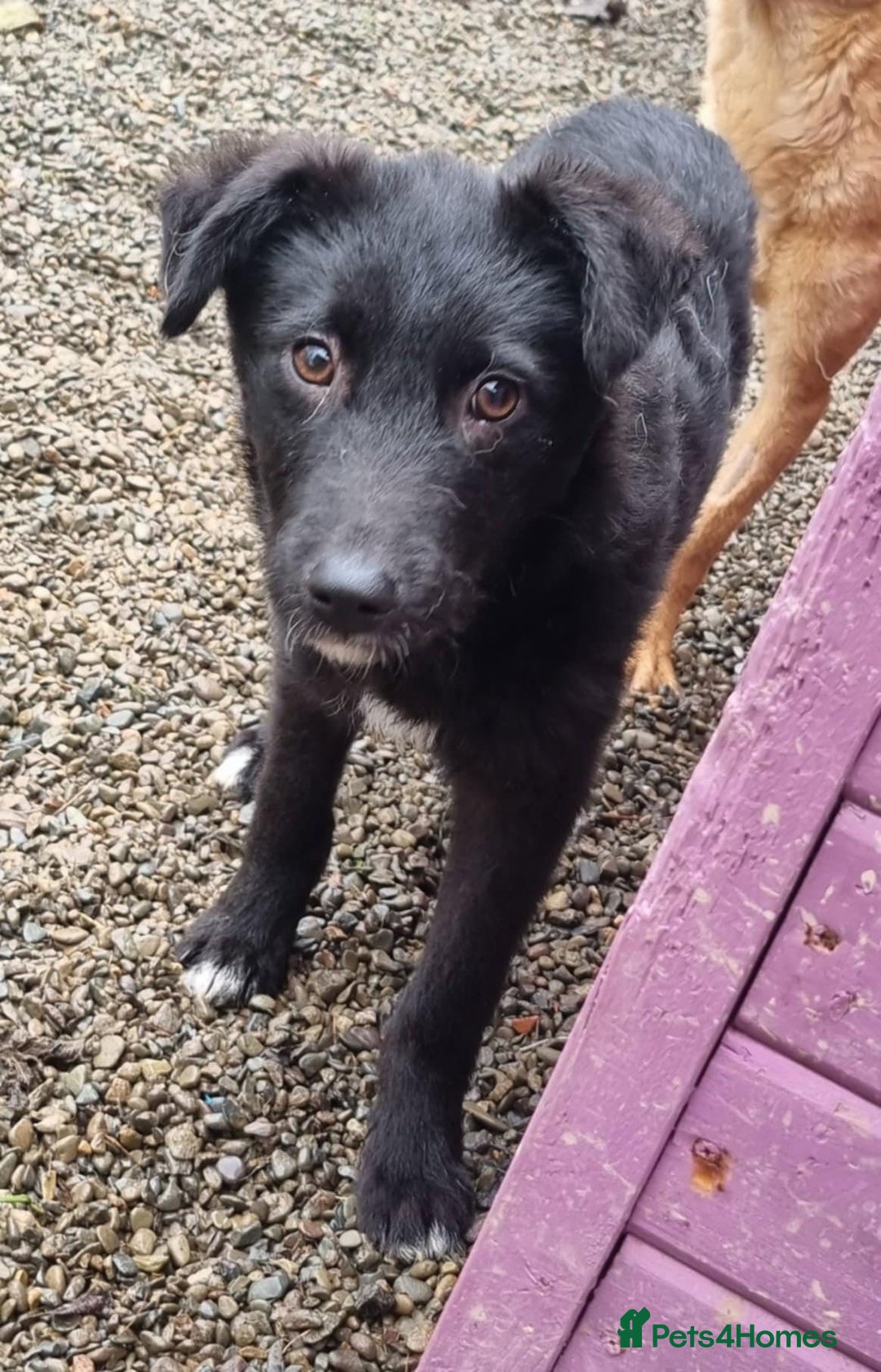 Mixed Breed dogs for adoption: Peggy - In Ayr looking for a home  - Advert 1