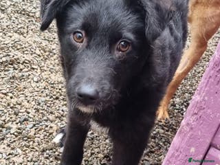 Mixed Breed dogs Peggy - In Ayr looking for a home - Advert 10