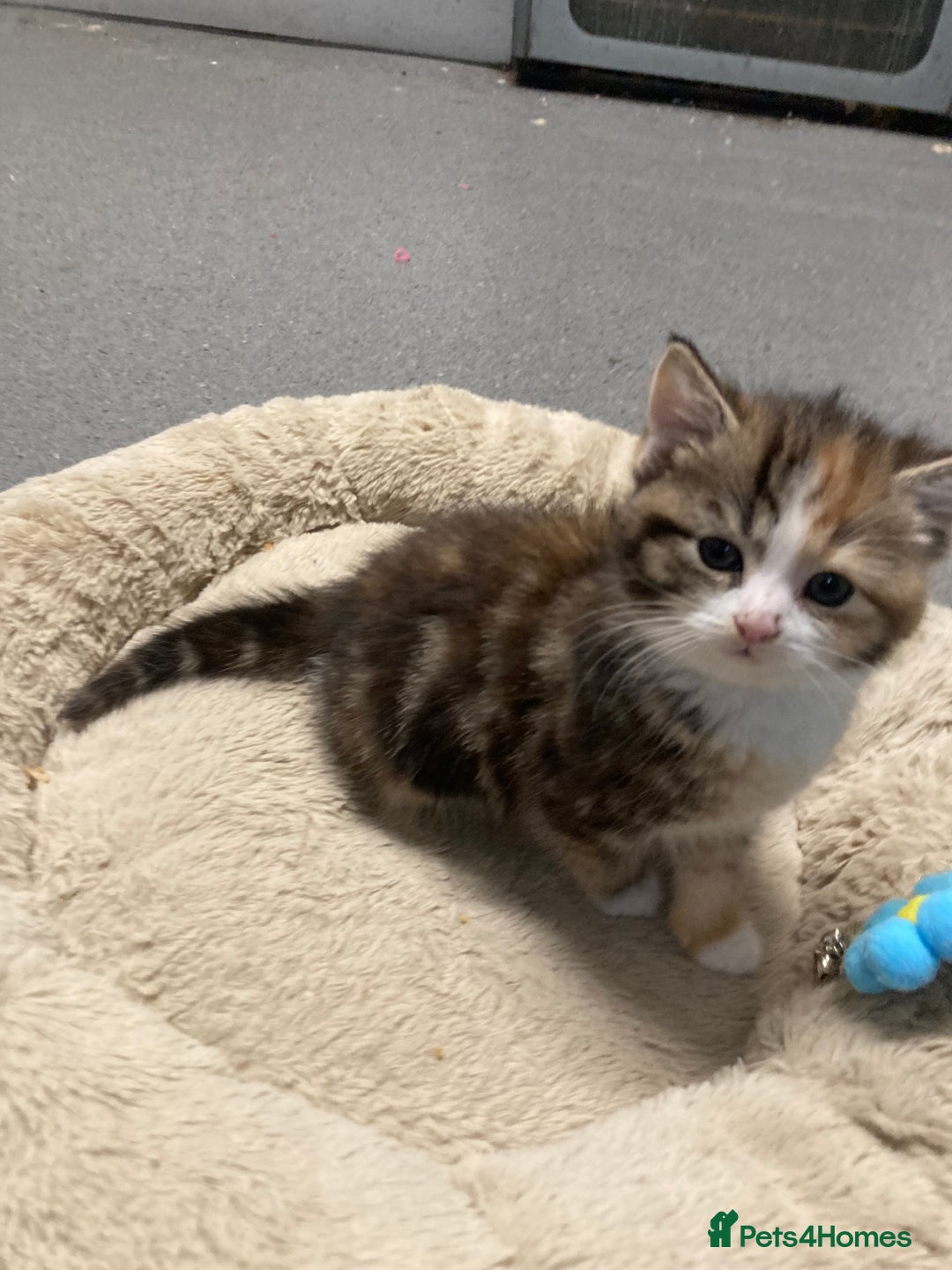 American Shorthair cats for sale: Stunning 8 week old girl American shorthair kitten - Advert 9