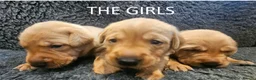Labrador Retriever dogs for sale: Red Fox Labs : Health Checked-KC Reg,FTCH Pedigree - Advert 2