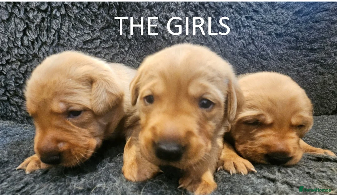 Labrador Retriever dogs for sale: Red Fox Labs : Health Checked-KC Reg,FTCH Pedigree - Advert 2