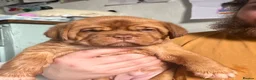 Dogue De Bordeaux dogs for sale: Exceptional KC Dogue de Bordeaux Puppies - Advert 30