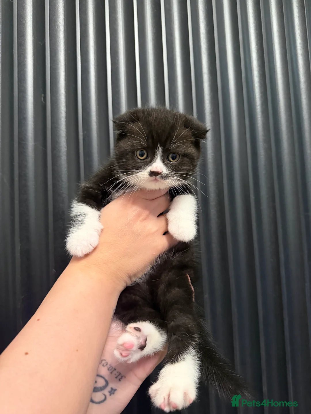 British Shorthair cats for sale: British short hair/ Scottish fold in Northampton - Advert 10