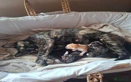 Mixed Breed cats for sale: Beautiful litter of 5  - Image 6