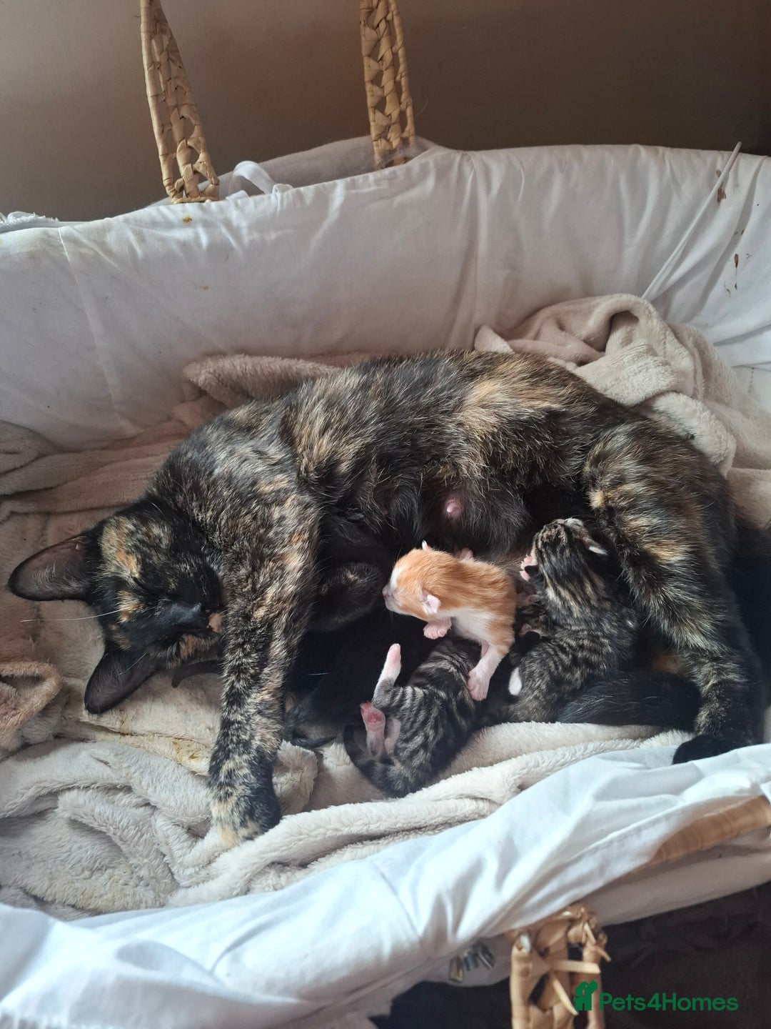 Mixed Breed cats for sale: Beautiful litter of 5  - Image 6