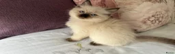 Ragdoll cats for sale: Ethically-raised GCCF seal colourpoint ragdoll   - Advert 5