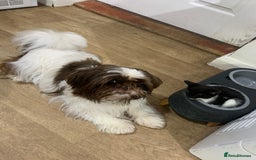 Mixed Breed cats for sale: Black & White Kittens - Image 4
