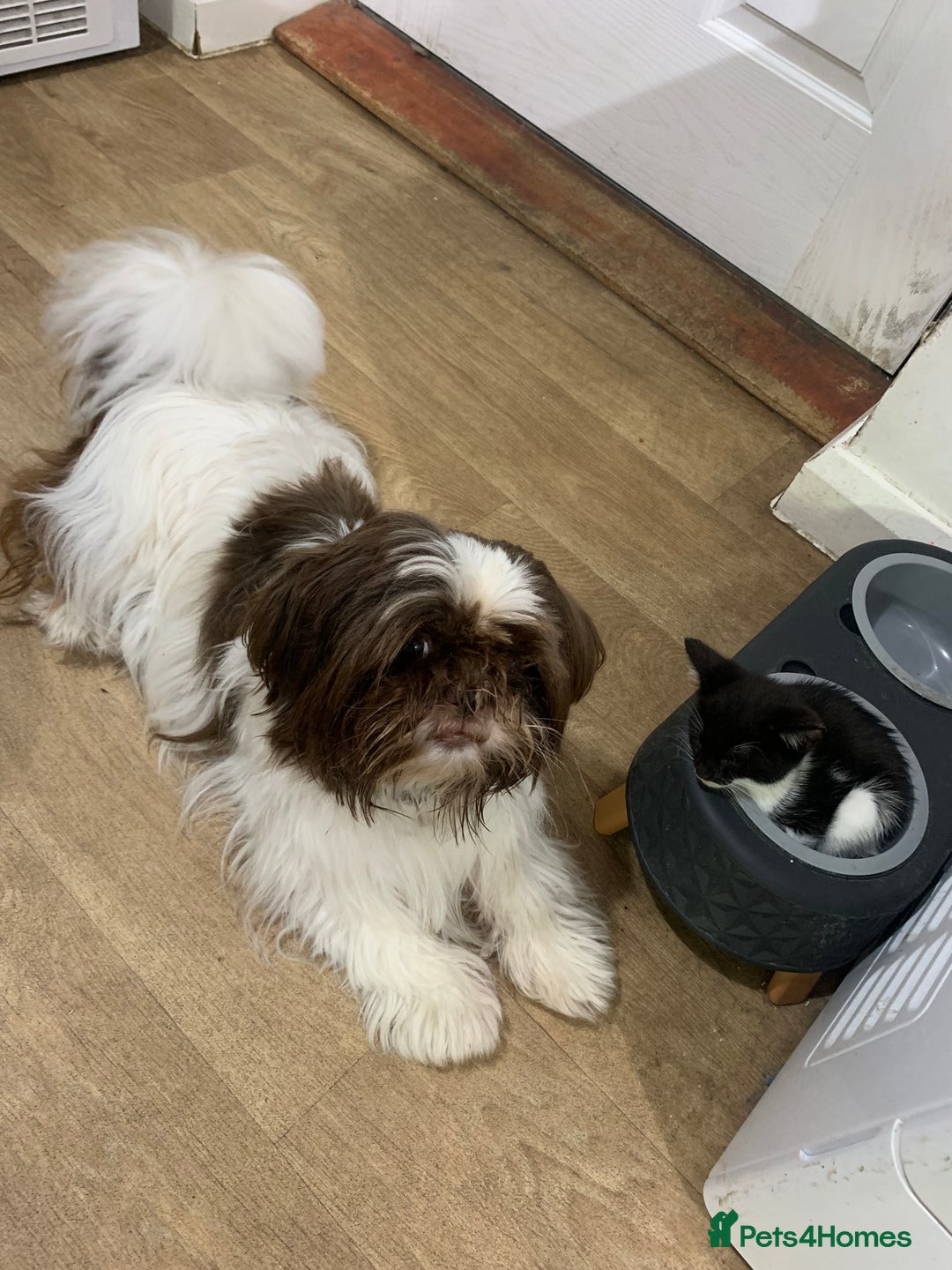 Mixed Breed cats for sale: Black & White Kittens - Image 4
