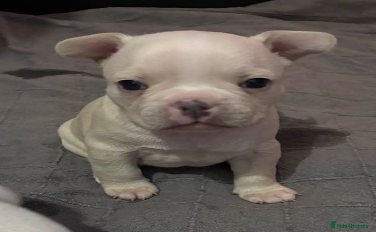 French Bulldog dogs - Advert 5