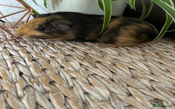 Guinea Pig rodents for sale: Beautiful baby Guinea pigs - Image 2