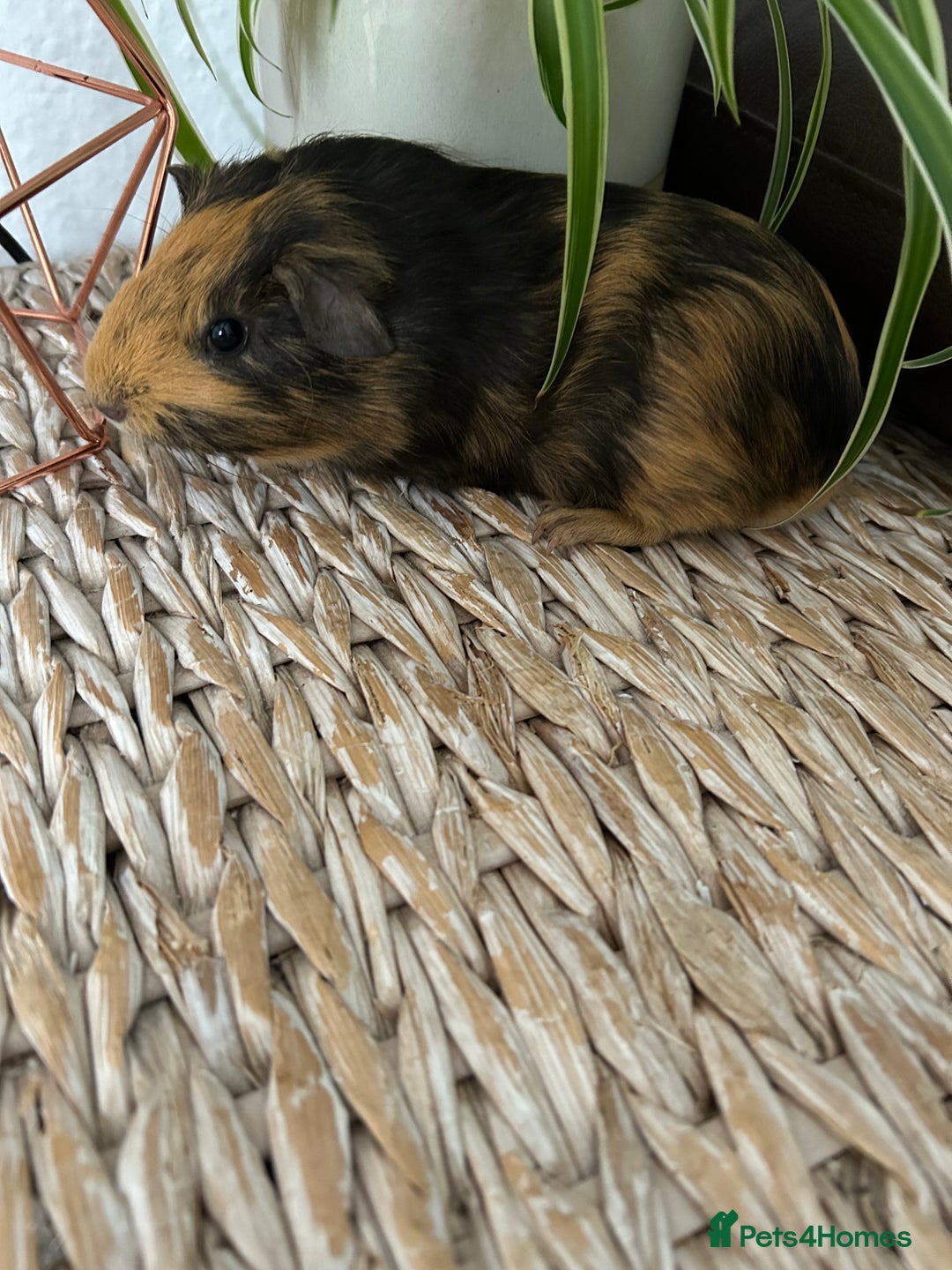 Guinea Pig rodents for sale: Beautiful baby Guinea pigs - Image 2