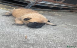 Belgian Shepherd Dog dogs for sale: Stunning Pure Belgian Malinois Pups - Image 11