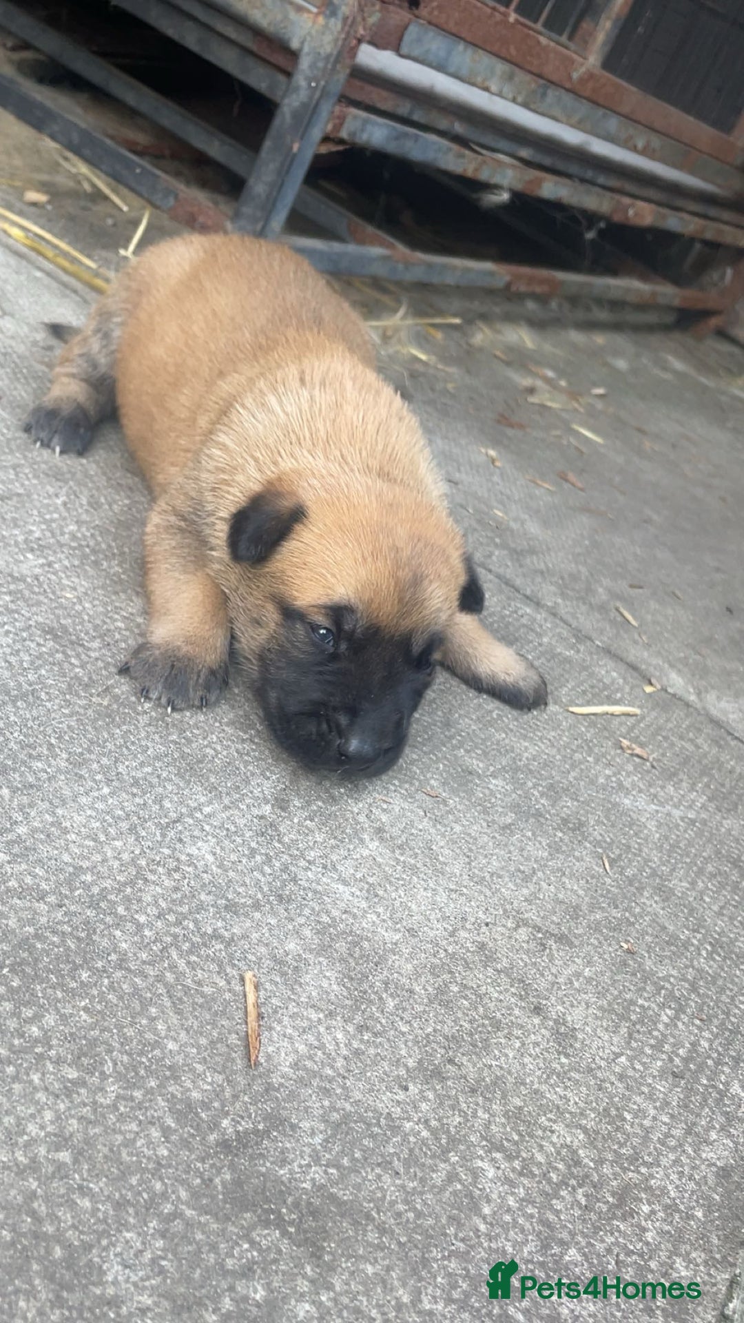 Belgian Shepherd Dog dogs for sale: Stunning Pure Belgian Malinois Pups - Image 11