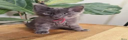 Maine Coon cats for sale: Stunning XL Black & Blue Smoke TICA Maine Coons - Advert 5