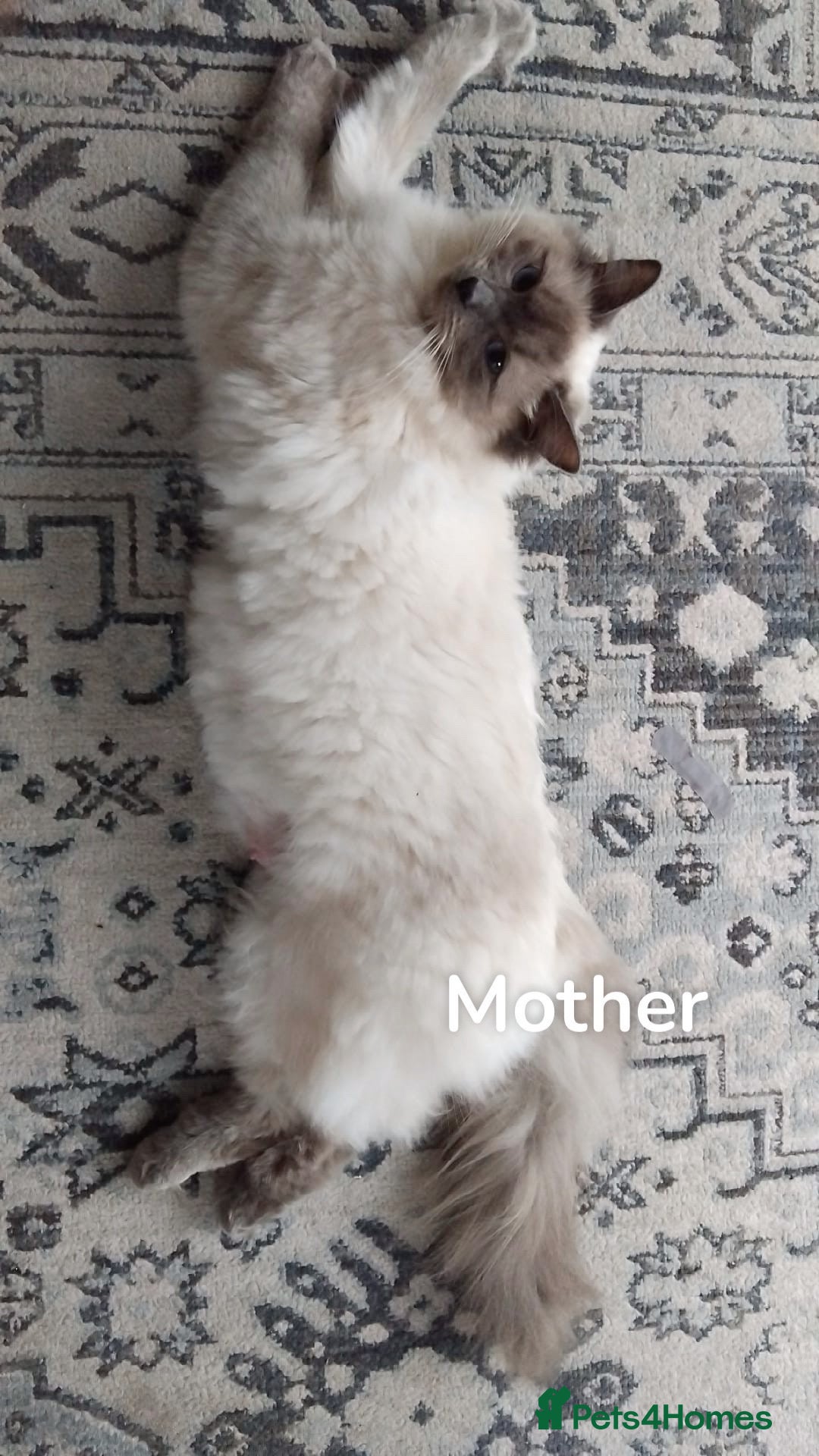 Ragdoll cats Beautiful pedigree premium breed ragdoll kitten  - Advert 6
