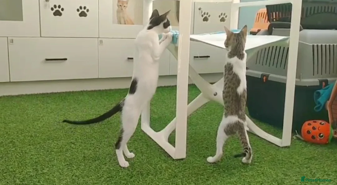 Mixed Breed cats for adoption: [Indoors Only] Yuki & Suki - Adorable Siblings - Advert 9