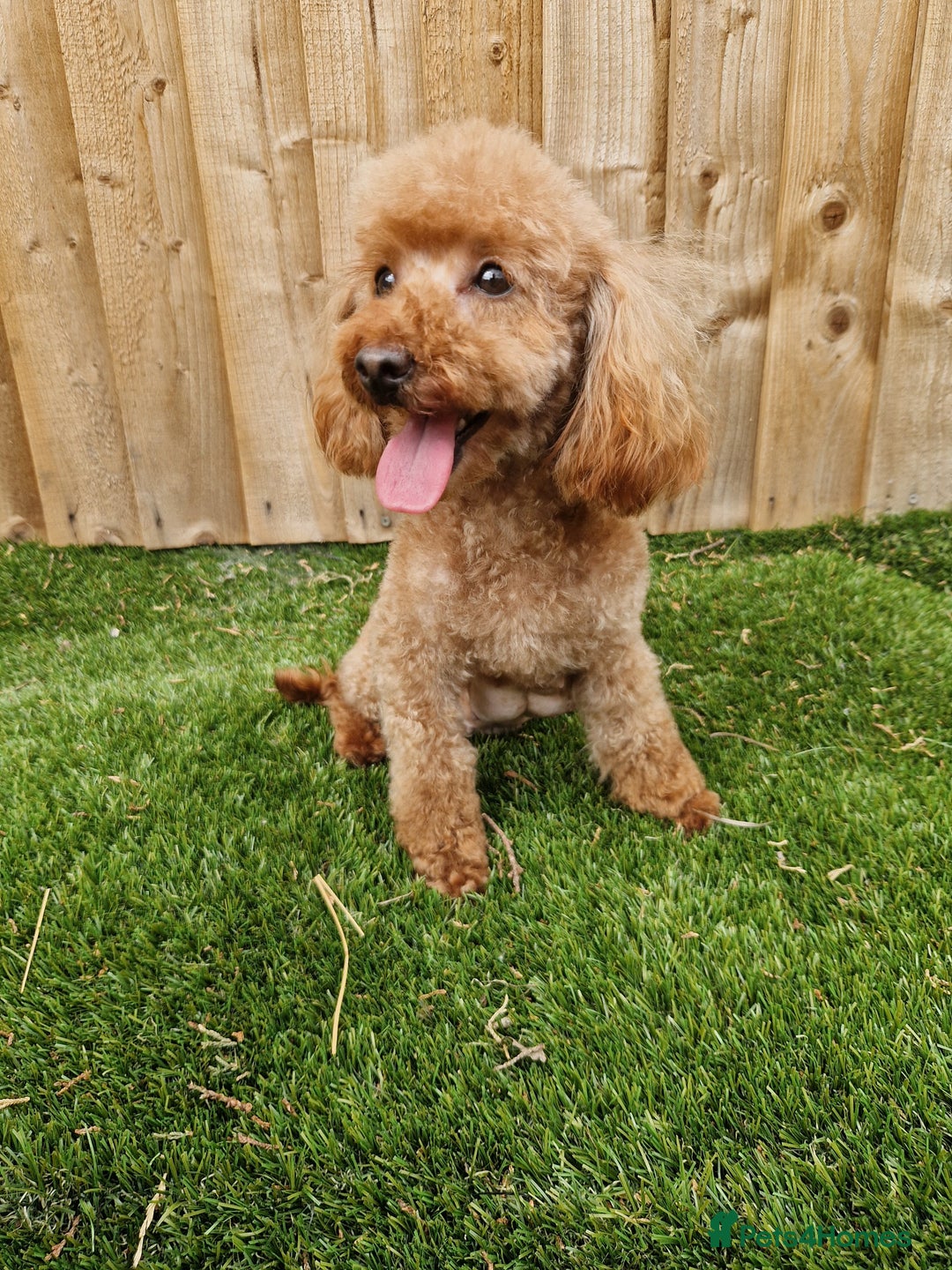 Toy Poodle dogs for sale: Beautiful toy poodle - Image 5