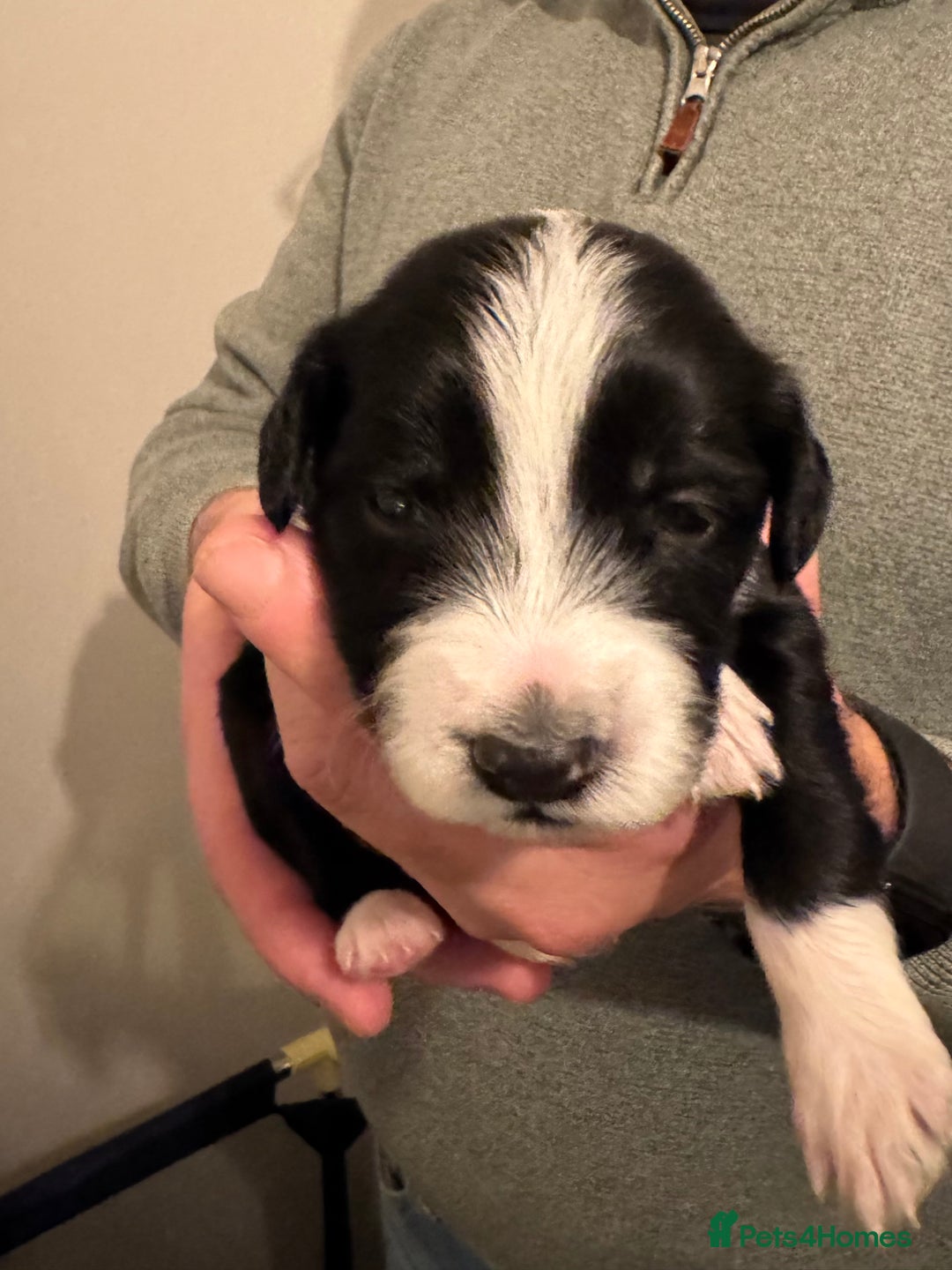 Bordoodle dogs for sale: 🐾 Beautiful Bordoodle Puppies Available 🐾 - Advert 20