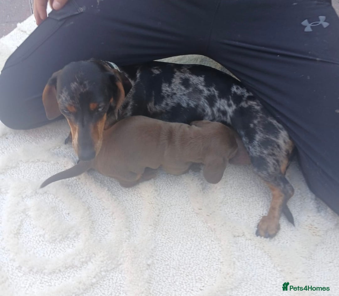 Miniature Dachshund dogs for sale:  Chocolate and tan miniature Dachshund  - Image 2