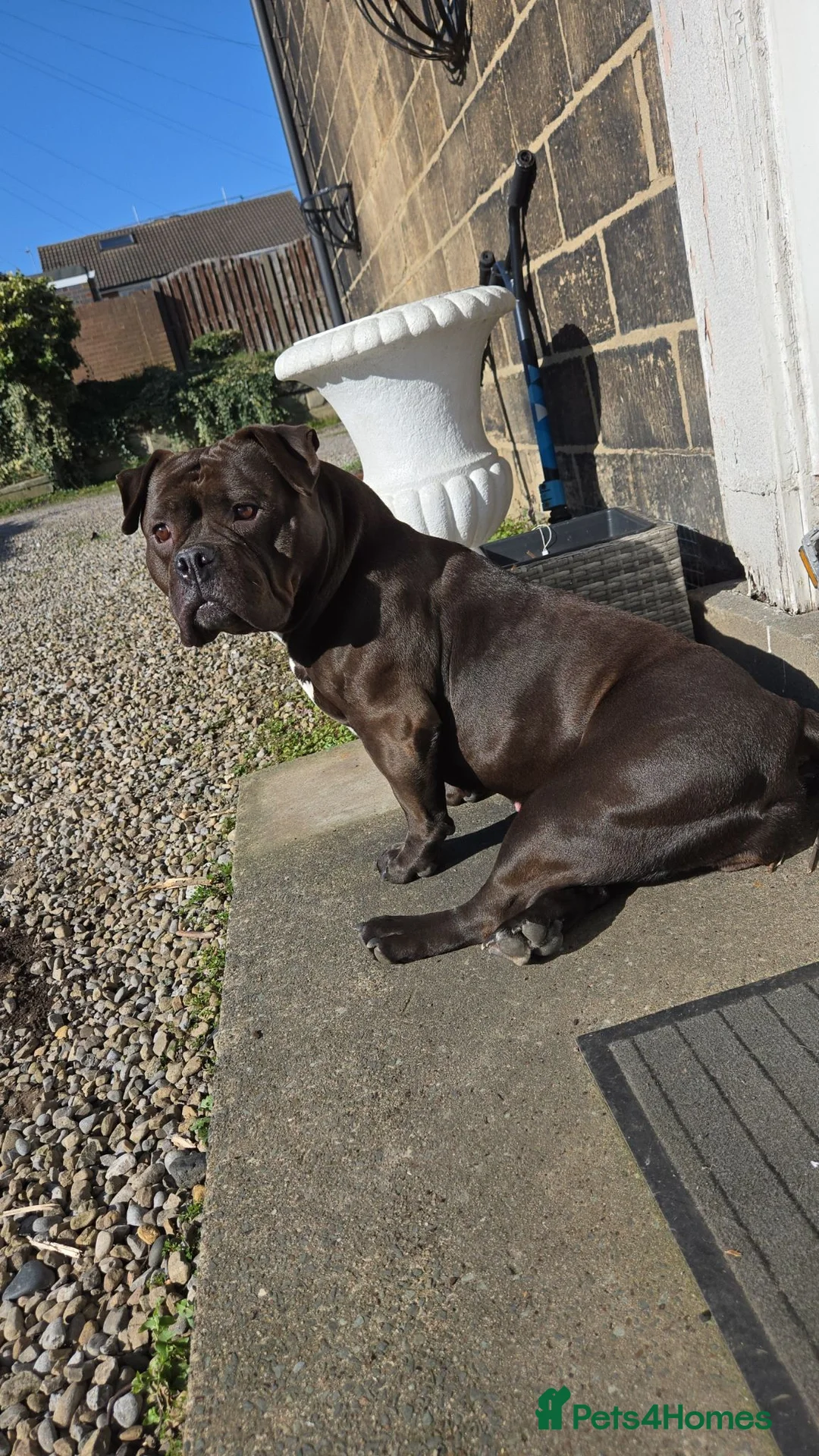 American Bulldog dogs for sale: Beautiful pocket bully  - Advert 2