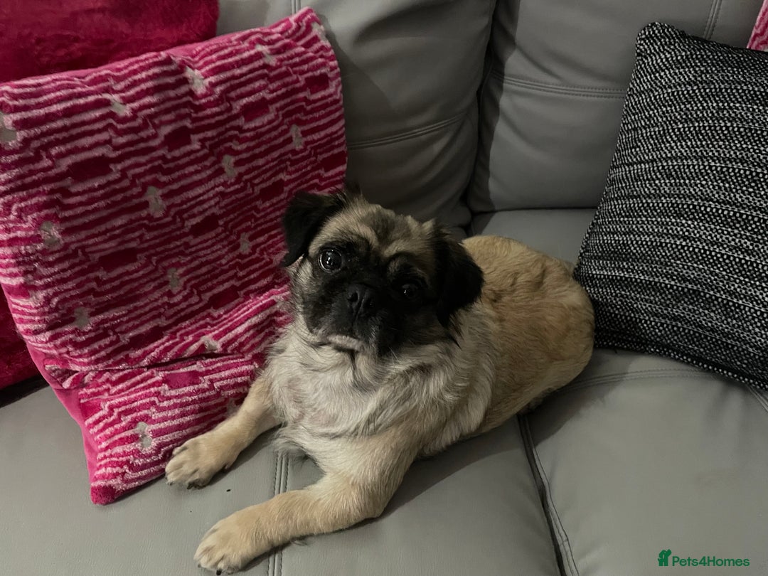 Pug dogs for sale: Beautiful KC Reg spayed fluffy pug needs home 💖 - Advert 1