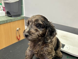 Cockapoo dogs BEAUTIFULL F1 COCKAPOO PUPPYS - Advert 9