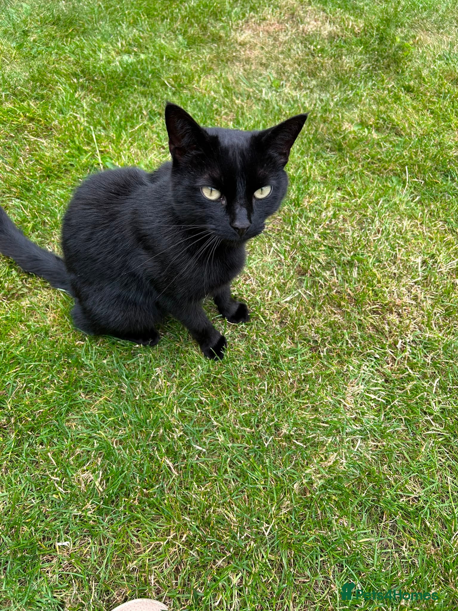 Mixed Breed cats Cat looking for a good home  - Advert 1