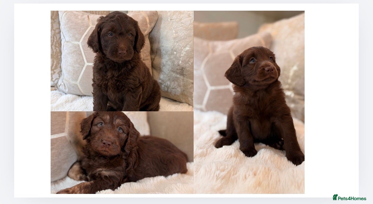 Labradoodle dogs ** RARE CHOC-PHANTOM & MERLE F2 LABRADOODLES ** - Advert 1