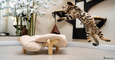 Bengal cats Top quality Bengal Girl- TICA reg.- AVAILABLE NOW - Advert 16