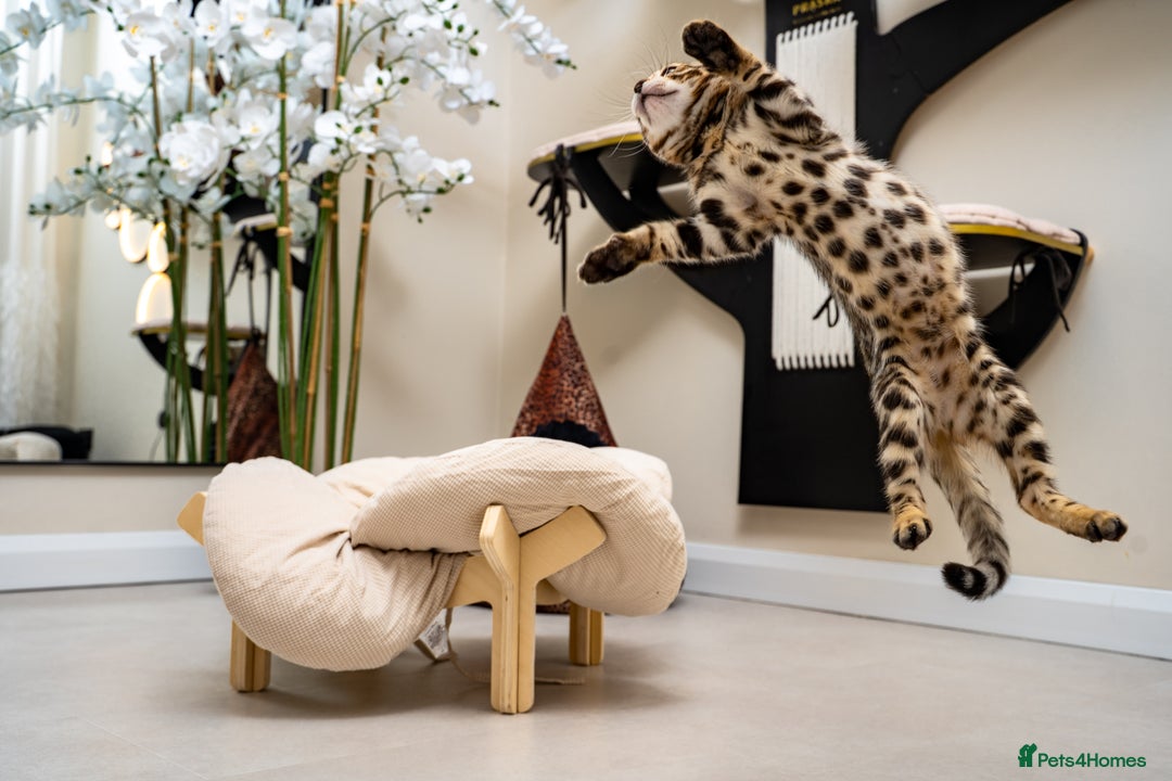 Bengal cats for sale: Top quality Bengal Girl- TICA reg.- AVAILABLE NOW - Advert 2