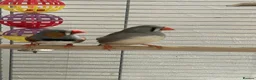 Finches birds for sale: Male and female zebra finches for sale  in Burton-on-Trent - Advert 4
