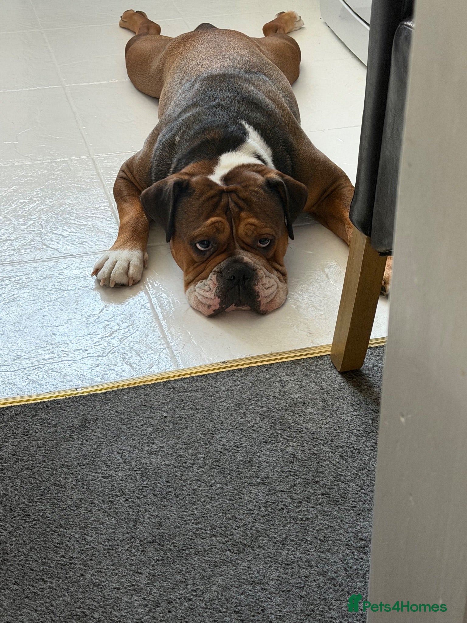 Mixed Breed dogs Buddy British bulldog cross staff  - Advert 3