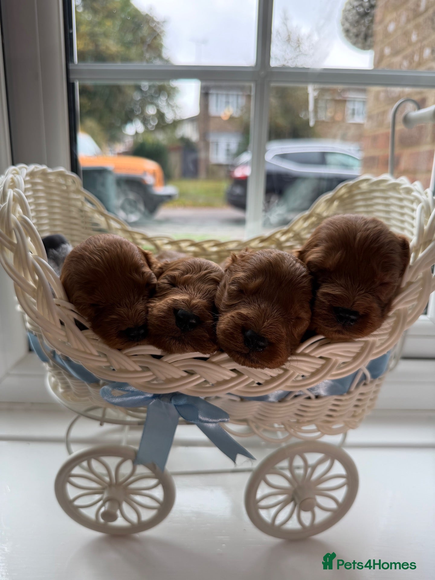 Cockapoo dogs beautiful f1 cockapoo’s - Advert 2
