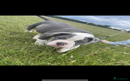 Olde English Bulldogge dogs for sale: Male OEB needing new home - Image 3