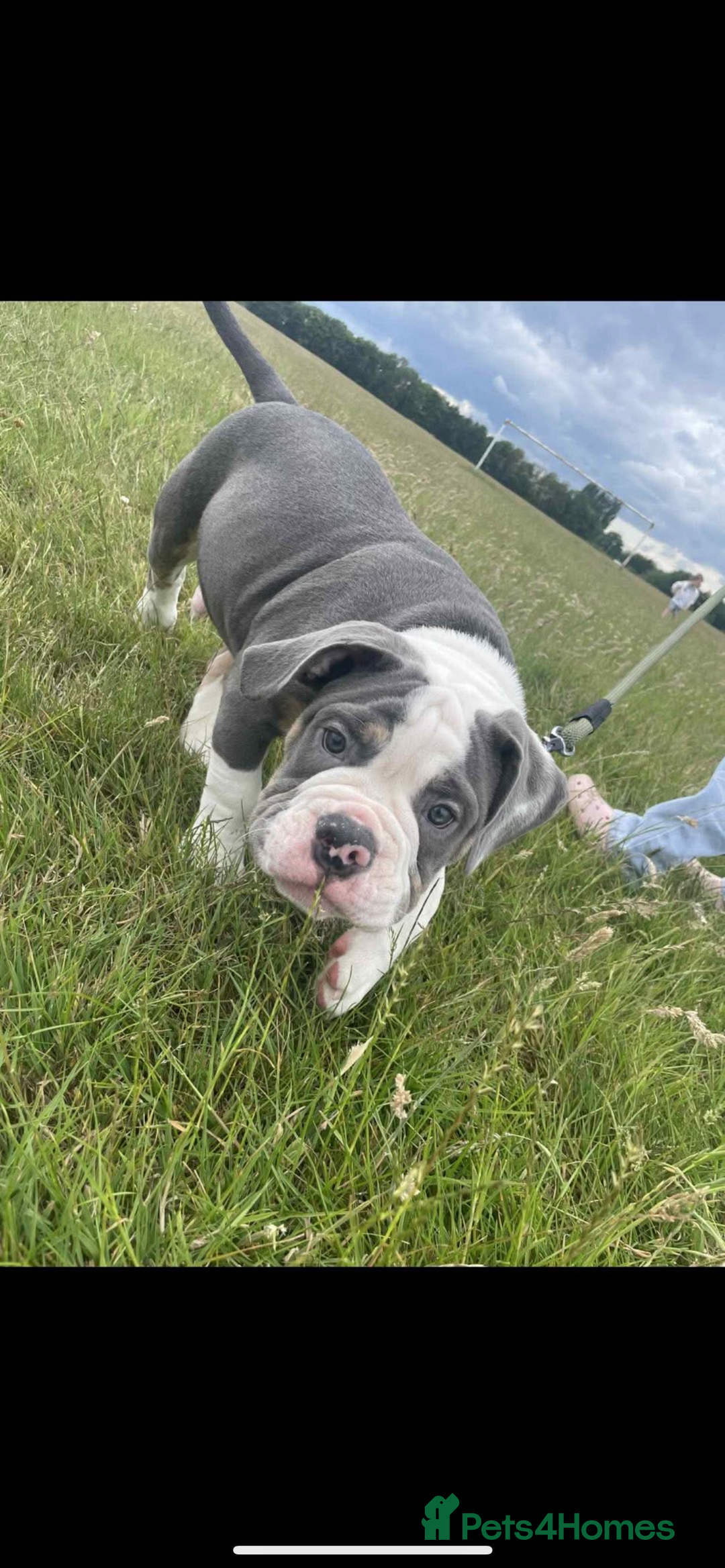 Olde English Bulldogge dogs for sale: Male OEB needing new home - Image 3